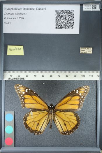 Media type: image;   Entomology 165010
